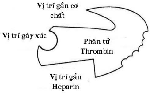 Enoxaparin-h1