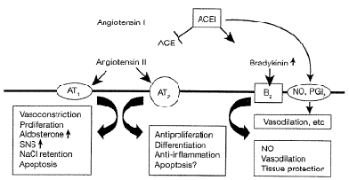 Renin-Angiotensin-Aldosterone-h1