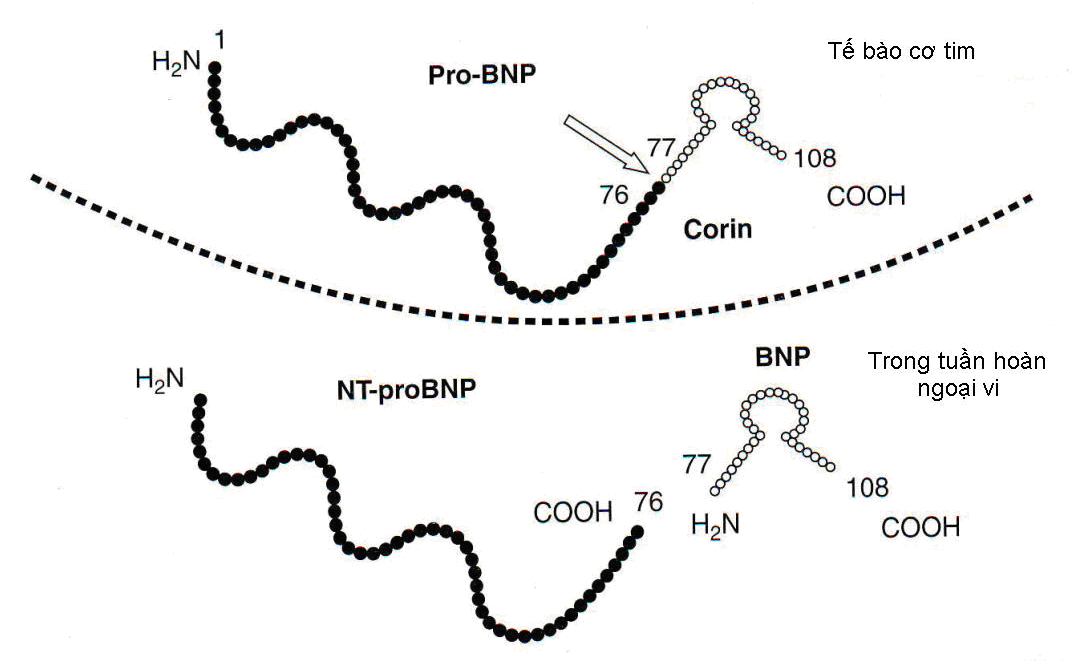 Peptide_Natri_h1