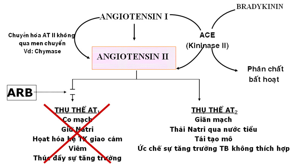 Cách dùng thuốc hạ huyết áp telmisartan như thế nào?
