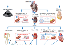 Sử dụng sớm thuốc ức chế SGLT2 ở bệnh nhân nhập viện vì suy tim cấp: Thay đổi trong thực hành dựa trên bằng chứng mới