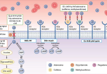 Hướng dẫn thực hành sử dụng thuốc trong tối ưu hoá chất lượng hình ảnh chụp cắt lớp vi tính và cộng hưởng từ tim mạch