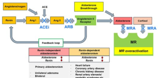 Các liệu pháp nhắm Aldosterone trong điều trị tăng huyết áp: Cập nhật thực hành lâm sàng và triển vọng tương lai